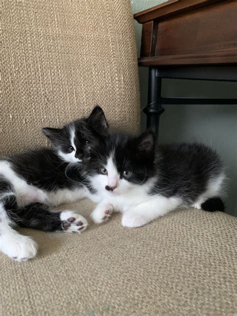 We love them from the moment they are born, and we genuinely care for them like family members. . Tuxedo kittens for sale